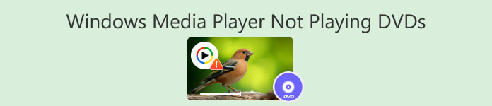 Windows Media Player Not Playing Dvds